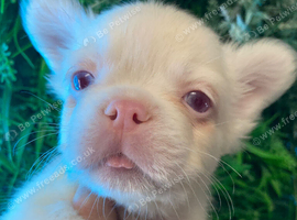 Beautiful KC registered Fluffy Boy