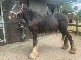 11mth gelding to make 14.2/3