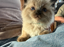 Male ragdoll kitten