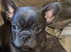 Last French bulldog puppy of the litter