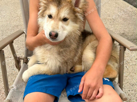 Beautiful German shepherd puppy for sale