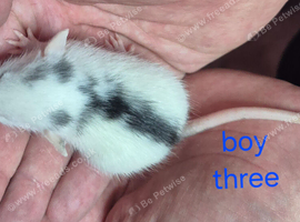 Baby Dumbo Rats