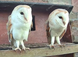 Barn owls
