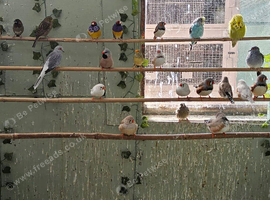 Mixed finches