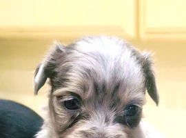 Beautiful puppies available