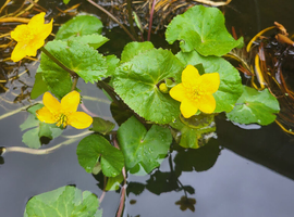 Pond plants