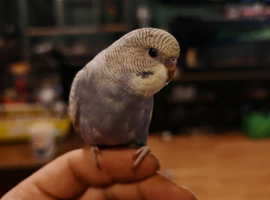 Young semi tame budgies