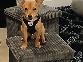 Leo 11 months old
