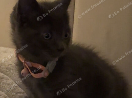 Grey girl kitten