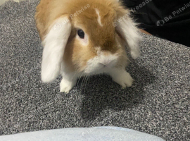 Mini lop Rabbit - 8 months