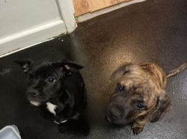 2 beautiful 10 week old frenchie cross springer pups