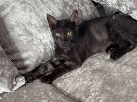 Ghost tabby kitten &pound;20