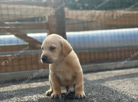Labrador pups