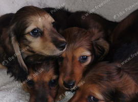 K.C. Reg. Longhaired Miniature Pups