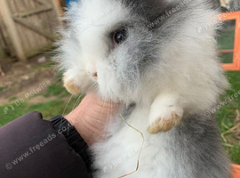 Rabbits
