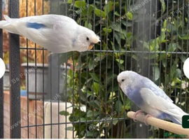 Pair of female budgies and cage