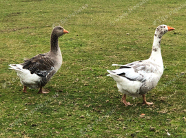 Bonded pair of geese