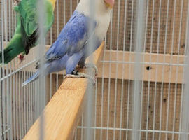 Turquoise and pied opaline lovebirds for sale