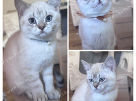 Beautiful British Shorthair Colourpoint Kittens - Ready for Their New Homes