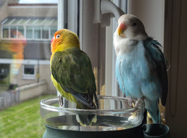 Bonded Baby Lovebirds