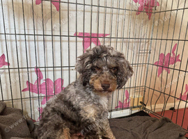 F1B Cockapoo puppies for sale
