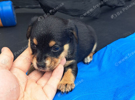 Jack Russell x chihuahua puppies