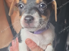 Female miniature jack russells