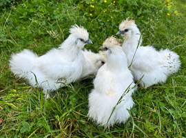 4 white silkies