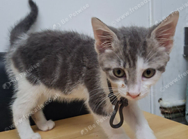 Grey, Tabby, Black kittens