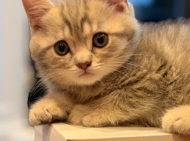 British shorthair kittens