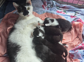 Kittens