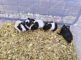 4 Guinea Pig babies
