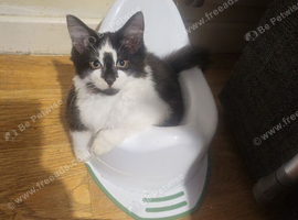 10 week old kittens ready for forever home