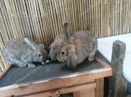 Mini Lop/Rex cross