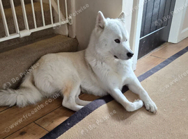2 year old siberian husky x samoyed male