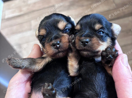 Toy Size Yorkshire Terriers Puppies