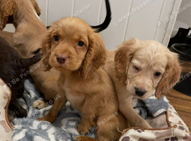 ** working Cocker spaniel Puppies **