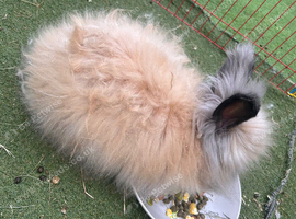 Mini lop