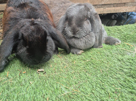 Free female French lops