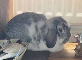 Beautiful Mini Lop Rabbits &ndash; Brother & Sister Pair