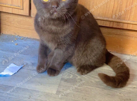 Chocolate British short-hair