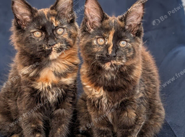Tica registered Maine coons