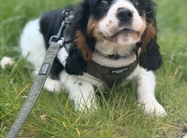 Lovely Tempered Cavalier Tri Boy 5 month old
