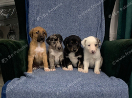 Blue Merle Collie X Lurcher puppies