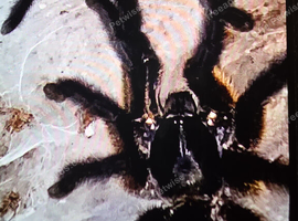 Purple Earth Tiger Balfour's Stout Indian Ornamental Unicorn Horned Baboon Eastern Horned Baboon Purple Bloom Green Bottle Blue Venezuelan Suntiger X