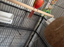 Pineapple conure