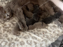 British shorthair blue kittens