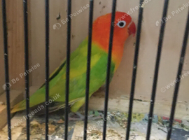 Loads of opaline Fischer lovebirds