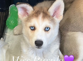 6 Husky Puppies (3 Left!)