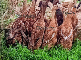 Pairs/TriosVery RARE Fawn Indian Runner Ducks/Ducklings